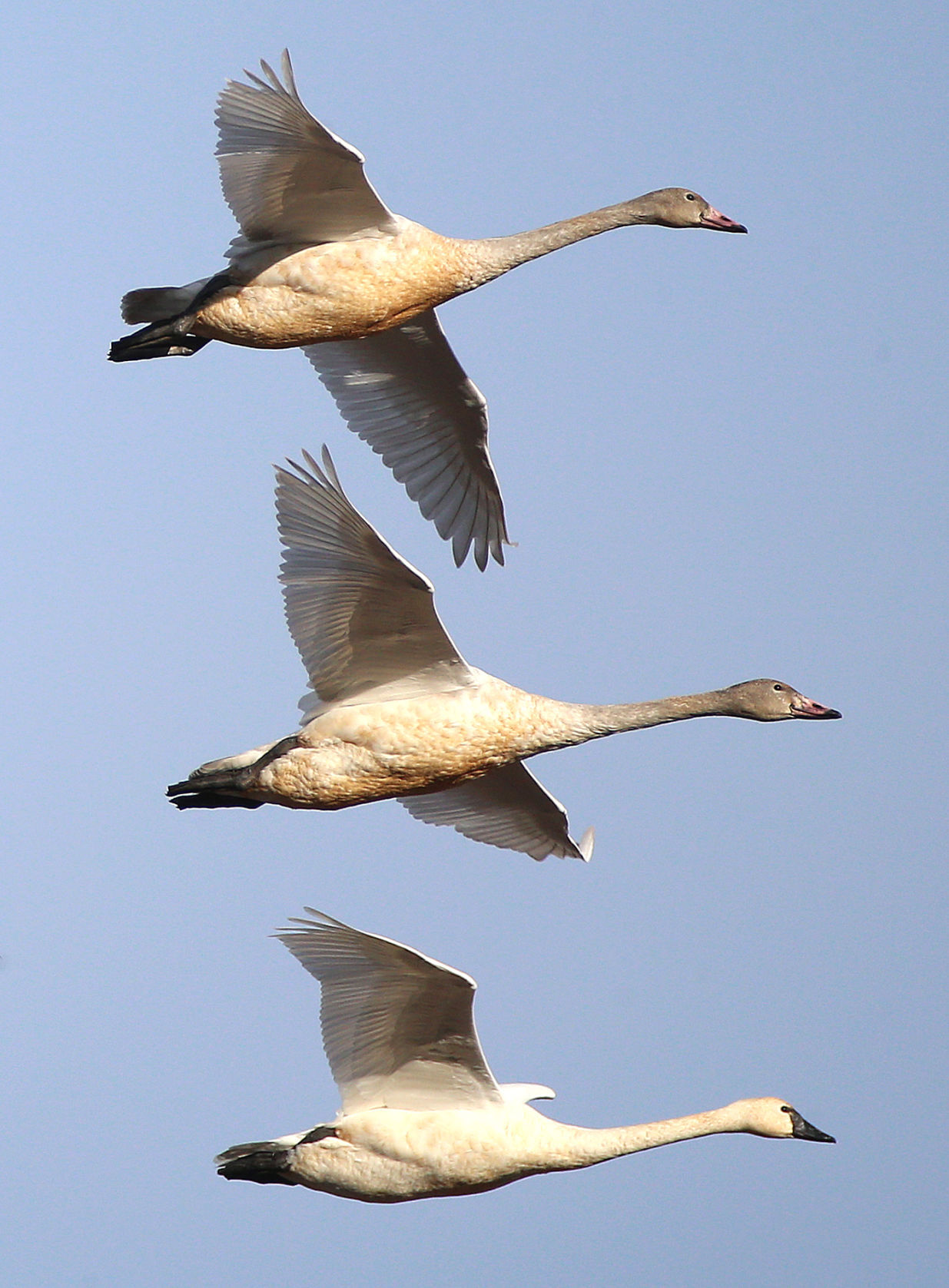 Tundra swan migration